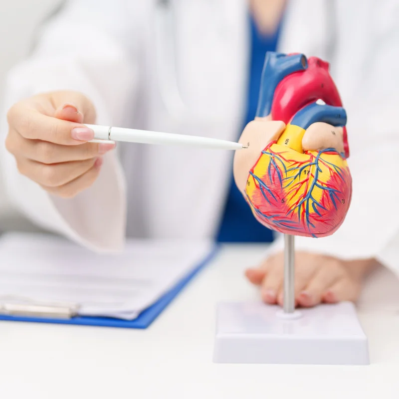 Heart Muscles and Pumping