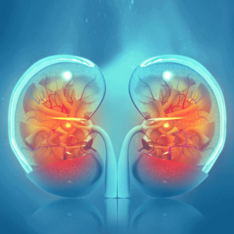 What You Need to Know About Kidney Transplant